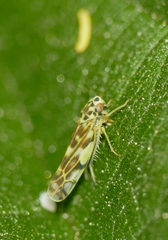 Eupteryx urticae