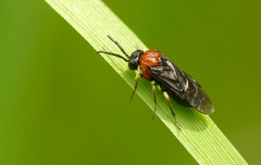 Eutomostethus ephippium