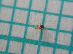 Aphelinidae