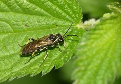 Macrophya alboannulata