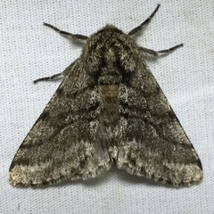 Lycia ursaria