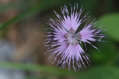 Dianthus sternbergii