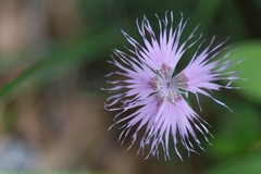 Dianthus sternbergii