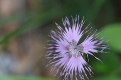 Dianthus sternbergii