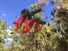 Lonicera pilosa