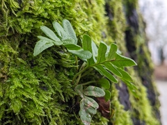 Polypodium