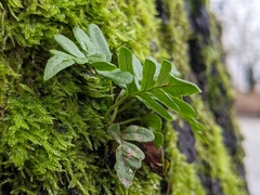 Polypodium