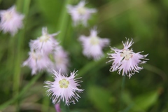 Dianthus sternbergii