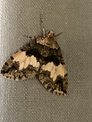 Hydriomena albifasciata