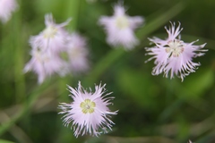 Dianthus sternbergii