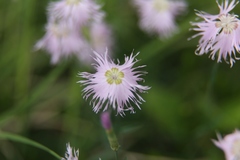 Dianthus sternbergii
