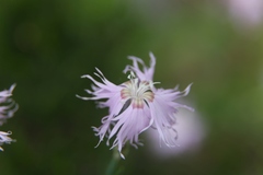 Dianthus sternbergii