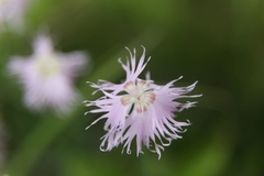 Dianthus sternbergii
