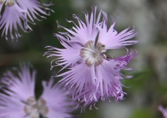 Dianthus sternbergii