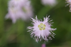 Dianthus sternbergii