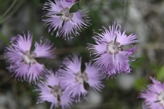 Dianthus sternbergii
