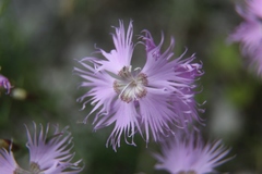 Dianthus sternbergii