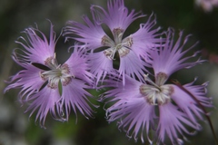 Dianthus sternbergii