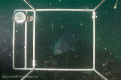 Pseudopercis semifasciata