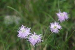 Dianthus sternbergii
