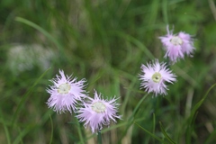 Dianthus sternbergii