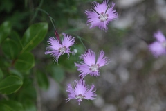 Dianthus sternbergii