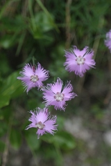Dianthus sternbergii