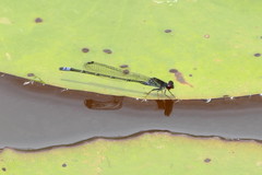 Pseudagrion hamoni