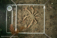 Leurocyclus tuberculosus