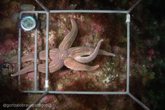 Cosmasterias lurida