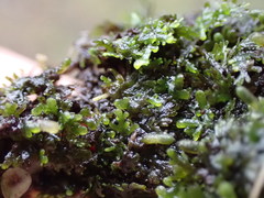 Riccardia chamedryfolia