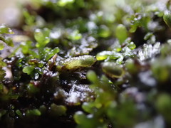 Riccardia chamedryfolia