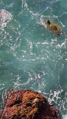 Green turtle