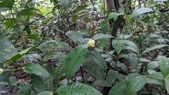 Palicourea glomerulata