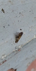 Cixiosoma bonaerense
