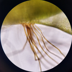 Isopterygiopsis muelleriana