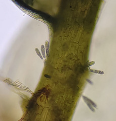 Isopterygiopsis muelleriana