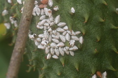 Membracis foliatafasciata