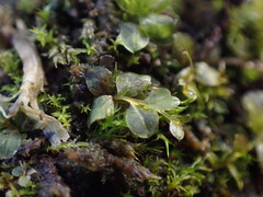 Plagiomnium rostratum