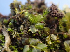 Plagiomnium rostratum