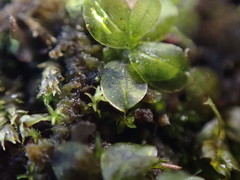 Plagiomnium rostratum