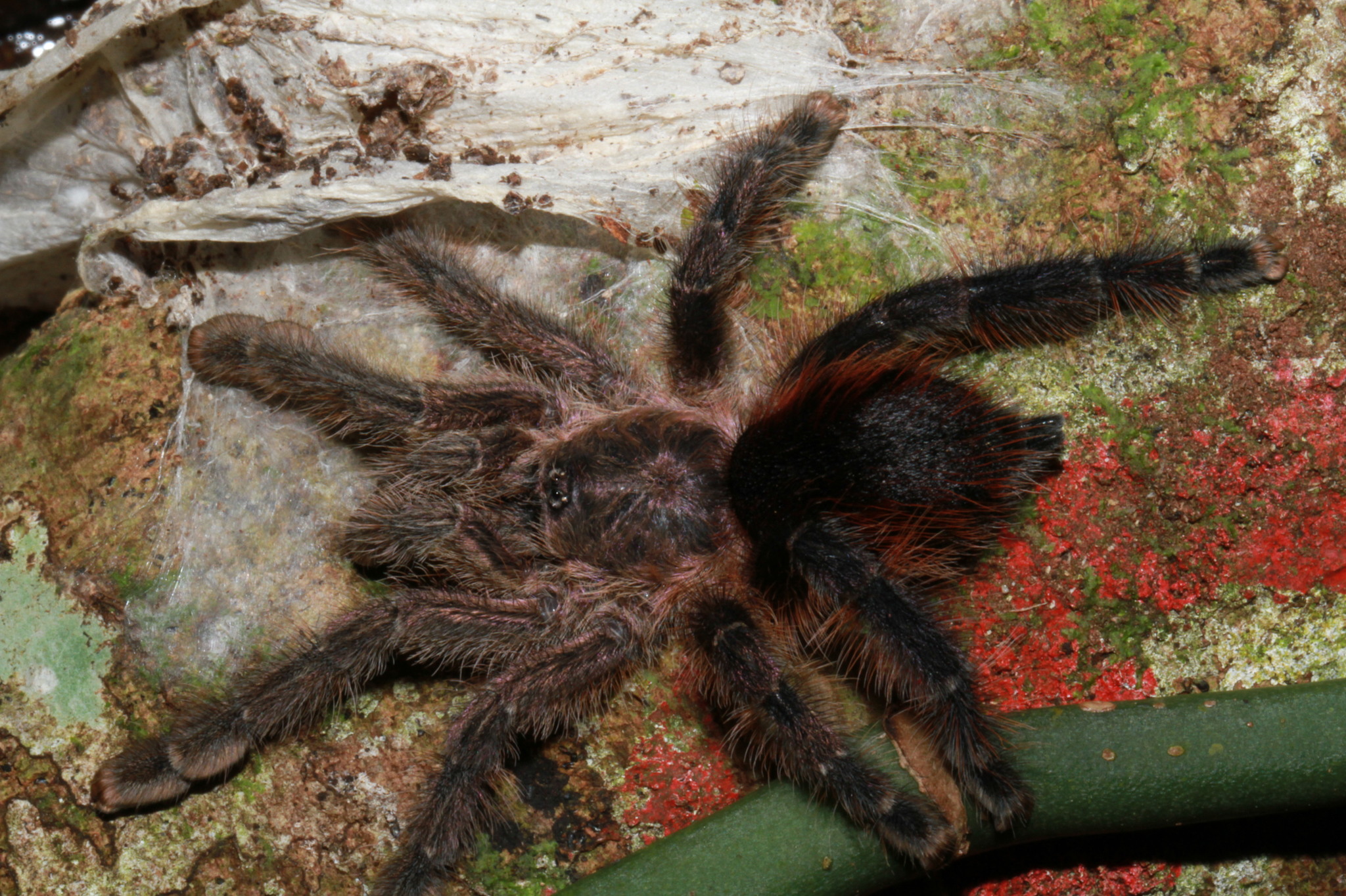 Avicularia merianae Fukushima & Bertani, 2017