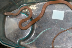 Mastigodryas boddaerti