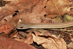 Mastigodryas boddaerti