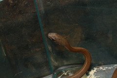 Mastigodryas boddaerti