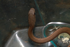 Mastigodryas boddaerti