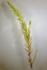 Isopterygiopsis muelleriana