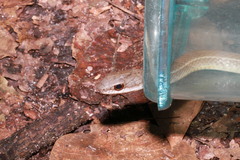 Mastigodryas boddaerti