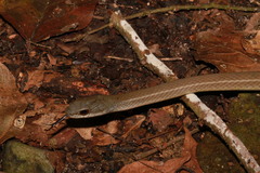 Mastigodryas boddaerti