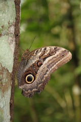 Caligo idomeneus